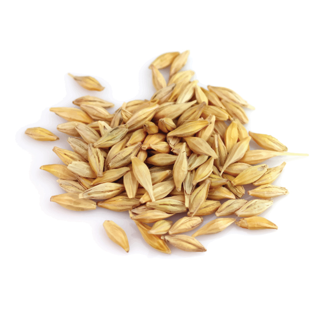 Barley PNG